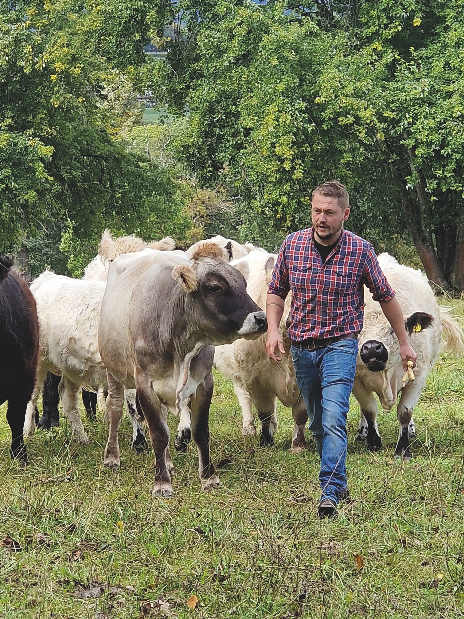 Nicolas Seiler - éleveur de bœuf Galloway au Château des Bois (GE)